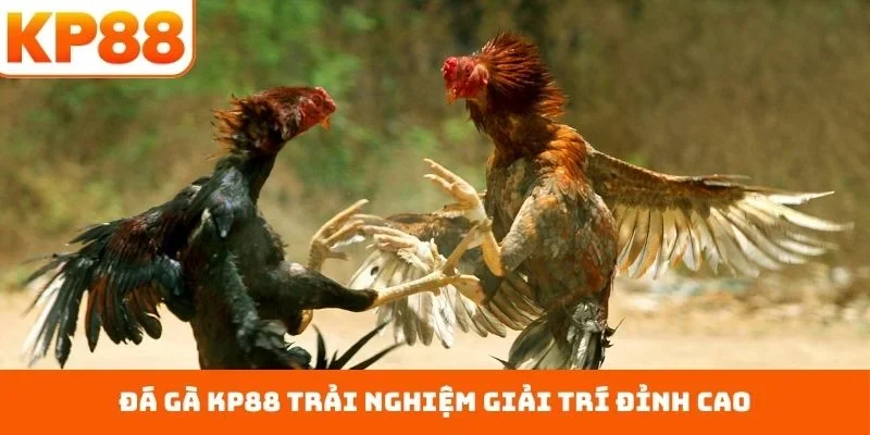 Đá gà KP88 trải nghiệm giải trí đỉnh cao