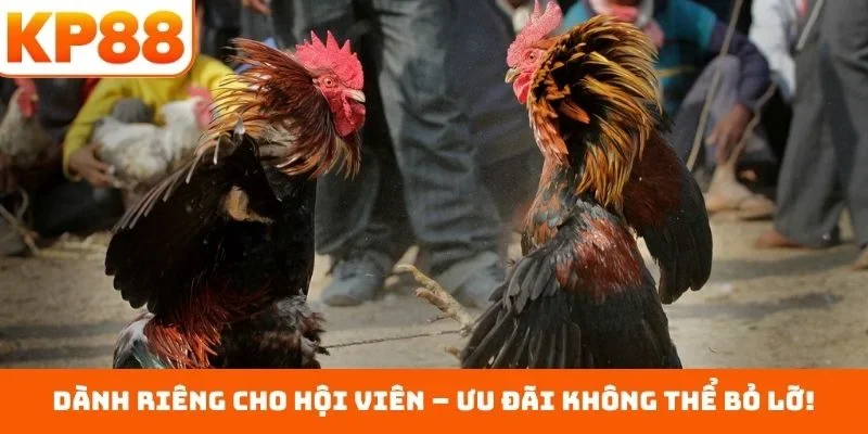 Dành riêng cho hội viên – Ưu đãi không thể bỏ lỡ!