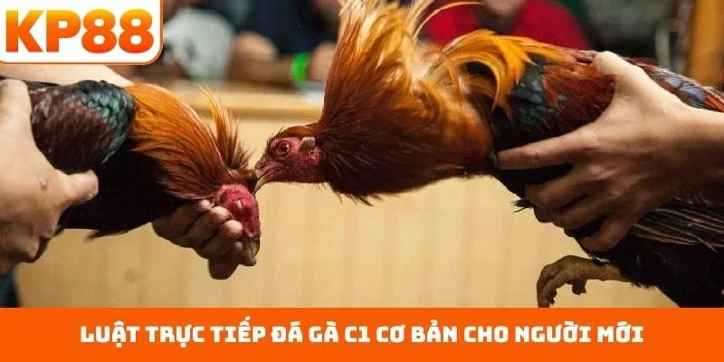 Trực Tiếp Đá Gà C1 – Sân Chơi Đẳng Cấp Với Bảng Đấu Cân Bằng 1 Luật trực tiếp đá gà C1 cơ bản cho người mới