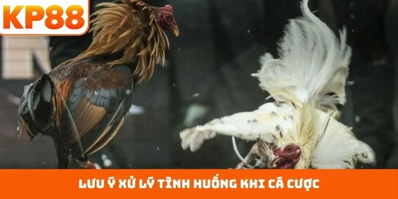 Đá Gà Cửa Dao – Chuẩn Mực An Toàn, Nắm Bắt Kèo Thơm 3 Lưu ý xử lý tình huống khi cá cược