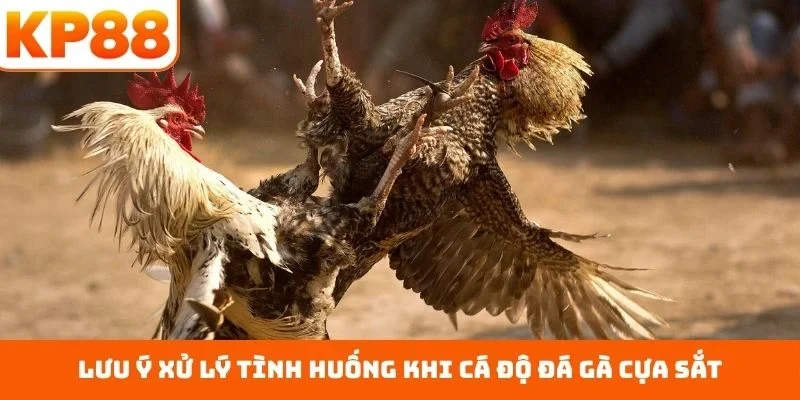 Lưu ý xử lý tình huống khi cá độ đá gà cựa sắt