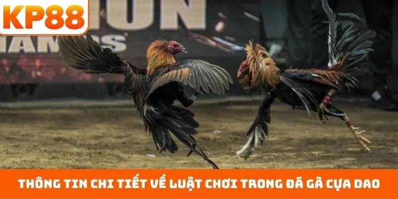 Đá Gà Cửa Dao – Chuẩn Mực An Toàn, Nắm Bắt Kèo Thơm 1 Thông tin chi tiết về luật chơi trong đá gà cựa dao