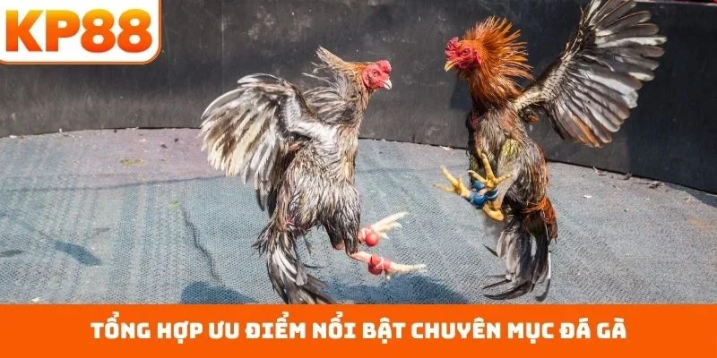 Tổng hợp ưu điểm nổi bật chuyên mục đá gà