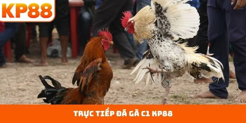 trực tiếp đá gà c1