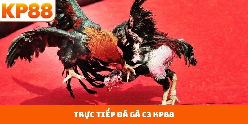 trực tiếp đá gà c3