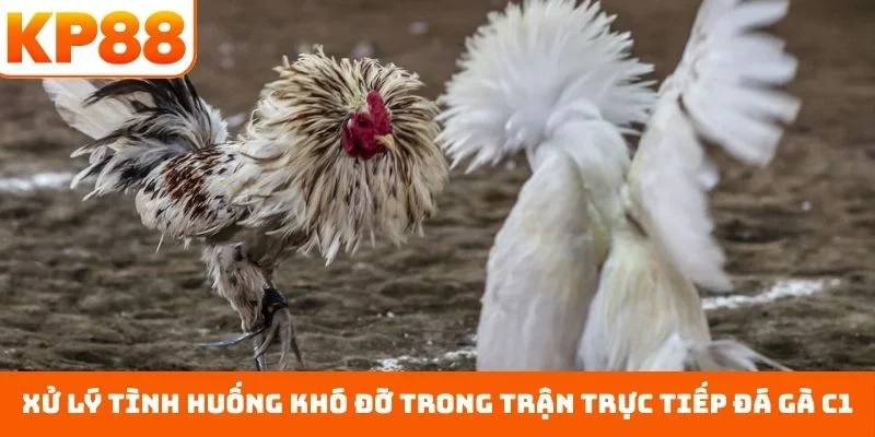 Trực Tiếp Đá Gà C1 – Sân Chơi Đẳng Cấp Với Bảng Đấu Cân Bằng 3 Xử lý tình huống khó đỡ trong trận trực tiếp đá gà C1